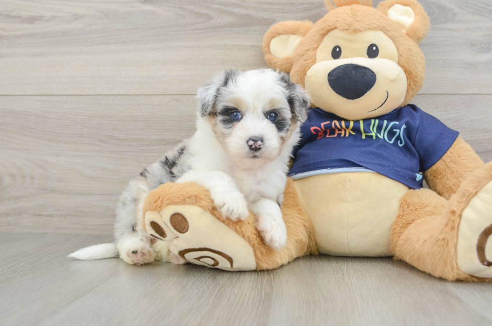 5 week old Mini Aussiedoodle Puppy For Sale - Simply Southern Pups