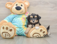 6 week old Mini Aussiedoodle Puppy For Sale - Simply Southern Pups