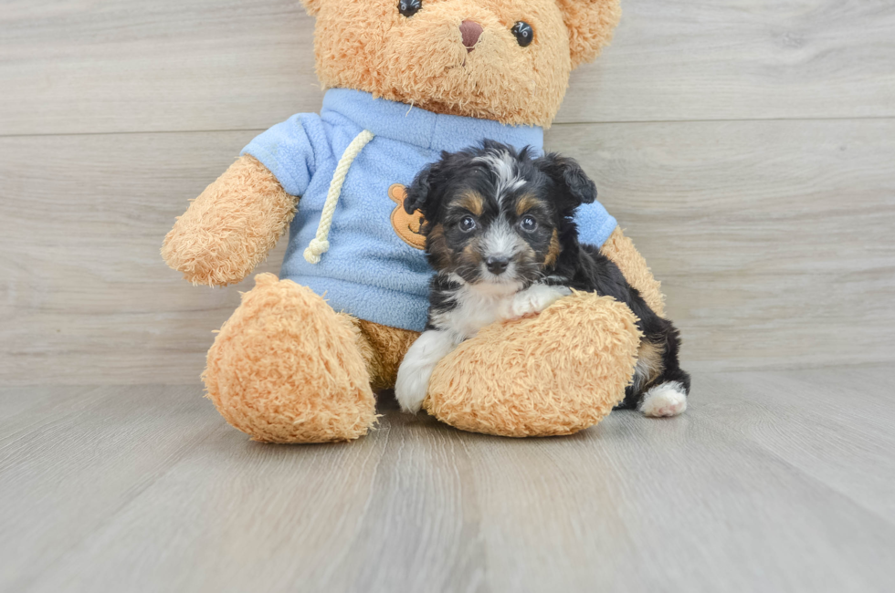 6 week old Mini Aussiedoodle Puppy For Sale - Simply Southern Pups