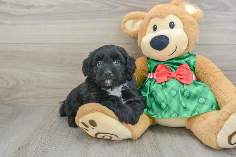 Mini Aussiedoodle Pup Being Cute