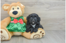 Mini Aussiedoodle Puppy for Adoption