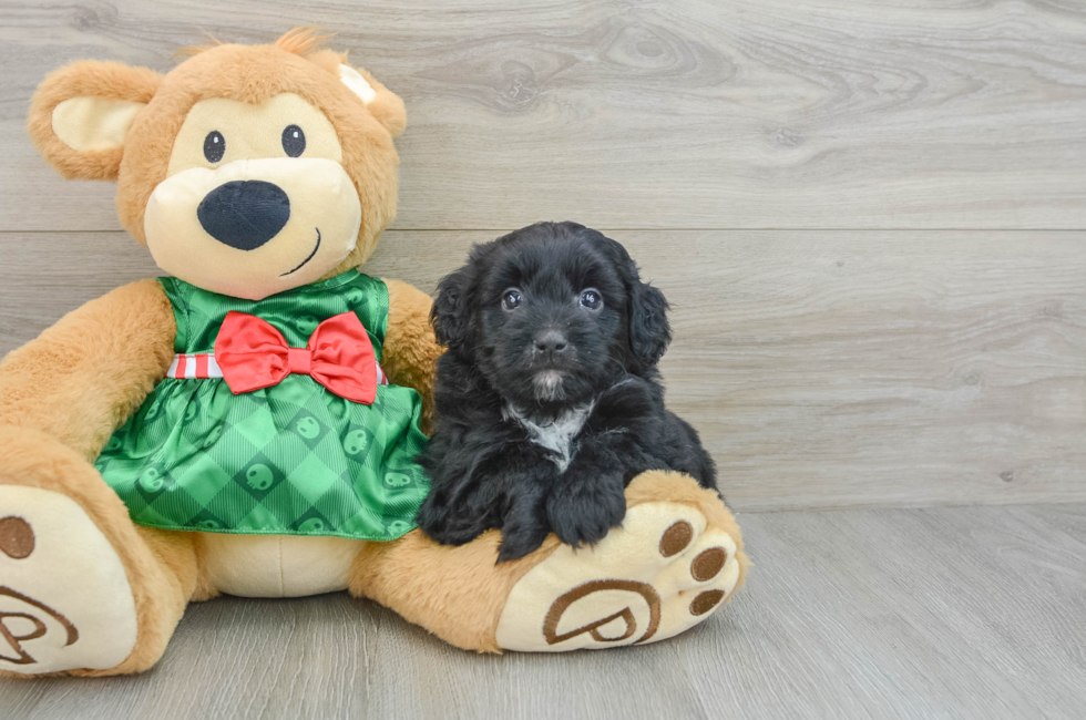 6 week old Mini Aussiedoodle Puppy For Sale - Simply Southern Pups