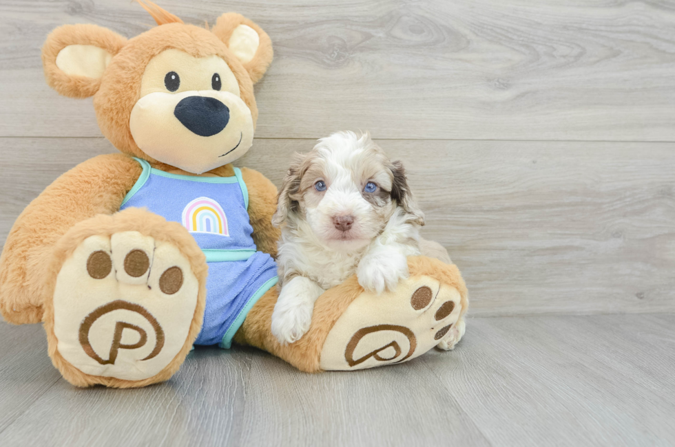 6 week old Mini Aussiedoodle Puppy For Sale - Simply Southern Pups