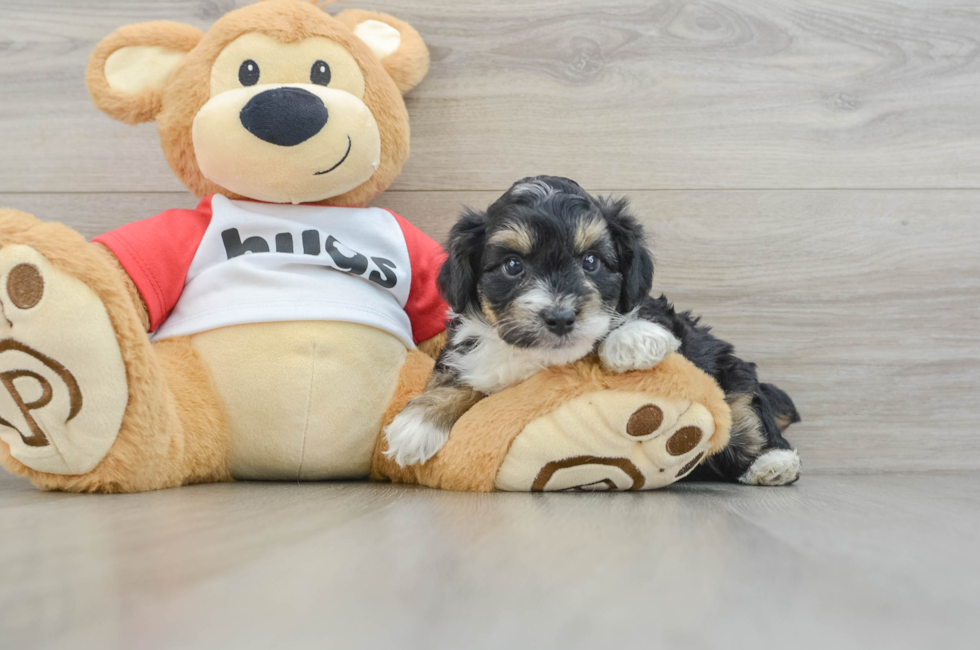 6 week old Mini Aussiedoodle Puppy For Sale - Simply Southern Pups