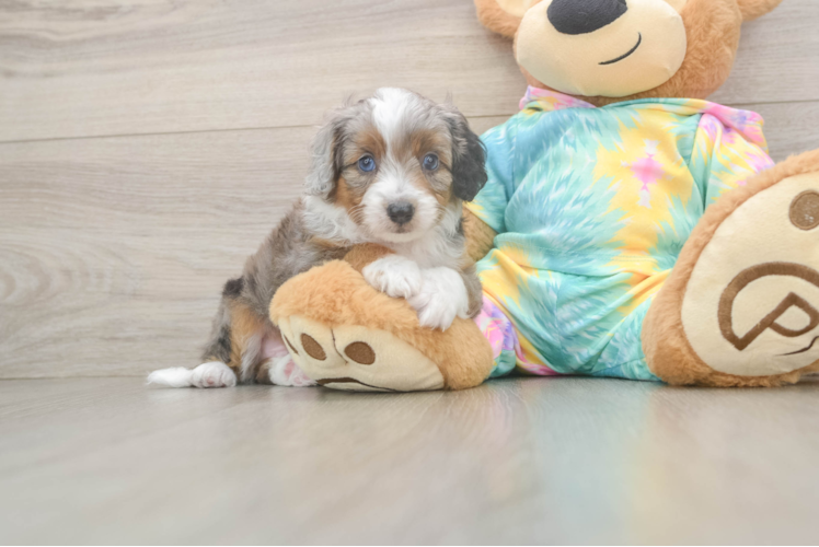 Funny Mini Aussiedoodle Poodle Mix Pup