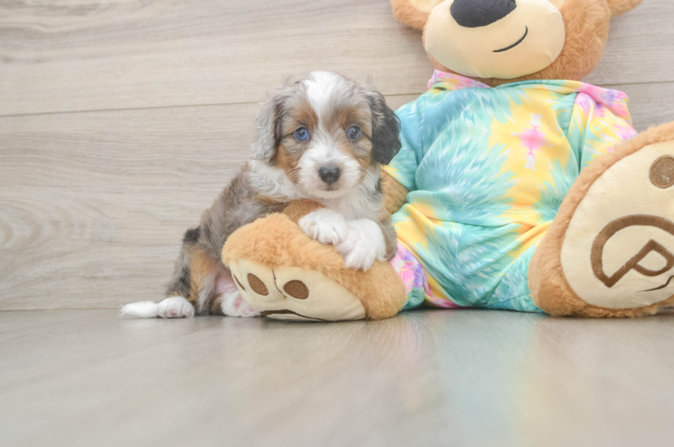 6 week old Mini Aussiedoodle Puppy For Sale - Simply Southern Pups
