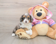 6 week old Mini Aussiedoodle Puppy For Sale - Simply Southern Pups