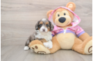 Cute Mini Aussiedoodle Baby