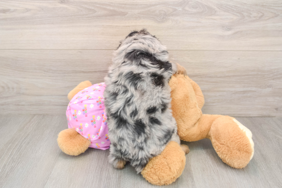 Mini Aussiedoodle Puppy for Adoption