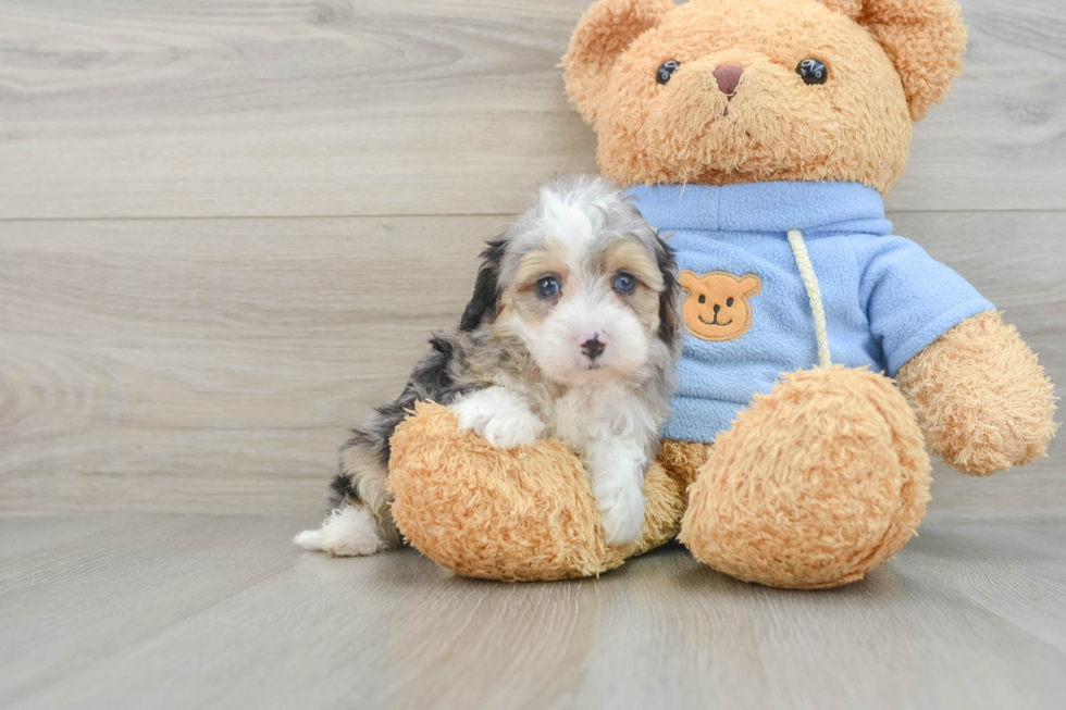 Adorable Mini Australian Shepherd X Poodle Mix Poodle Mix Puppy