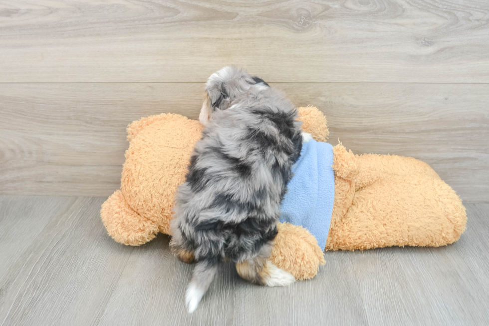 Best Mini Aussiedoodle Baby