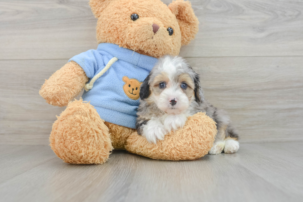 Petite Mini Aussiedoodle Poodle Mix Pup