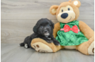 Mini Aussiedoodle Puppy for Adoption