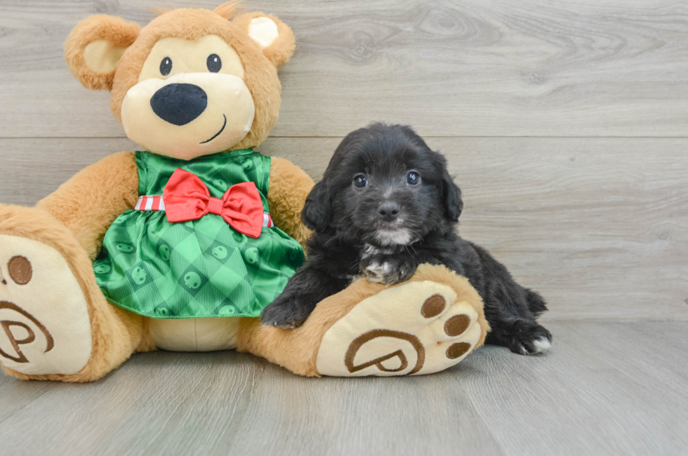 6 week old Mini Aussiedoodle Puppy For Sale - Simply Southern Pups