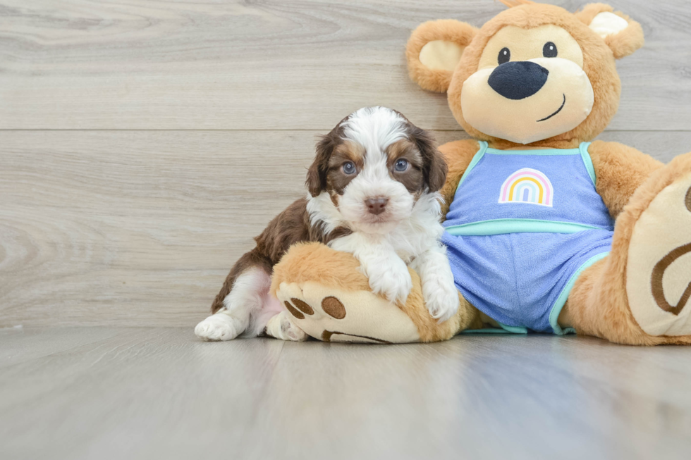 Mini Aussiedoodle Pup Being Cute