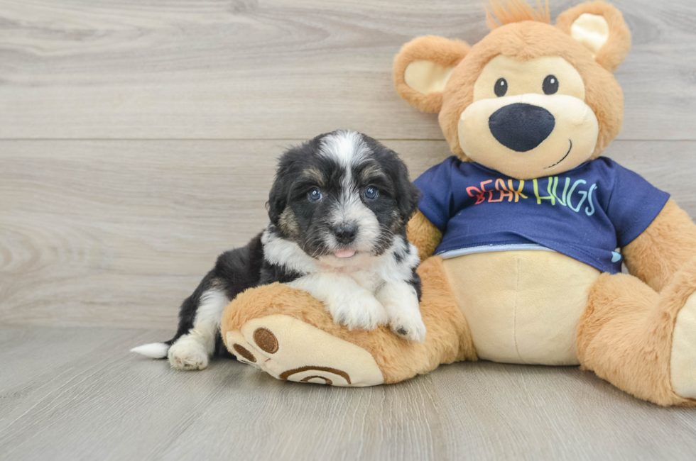 5 week old Mini Aussiedoodle Puppy For Sale - Simply Southern Pups