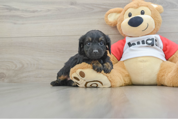 Friendly Mini Aussiedoodle Baby