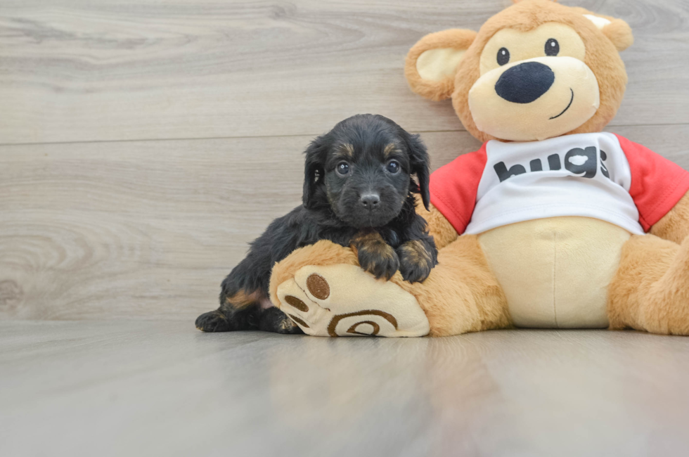 6 week old Mini Aussiedoodle Puppy For Sale - Simply Southern Pups