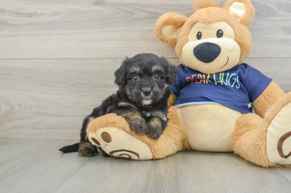5 week old Mini Aussiedoodle Puppy For Sale - Simply Southern Pups