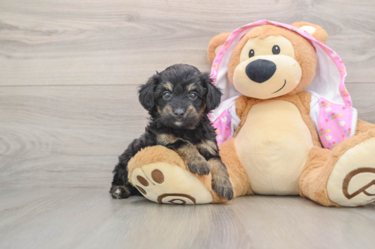 Mini Aussiedoodle Pup Being Cute