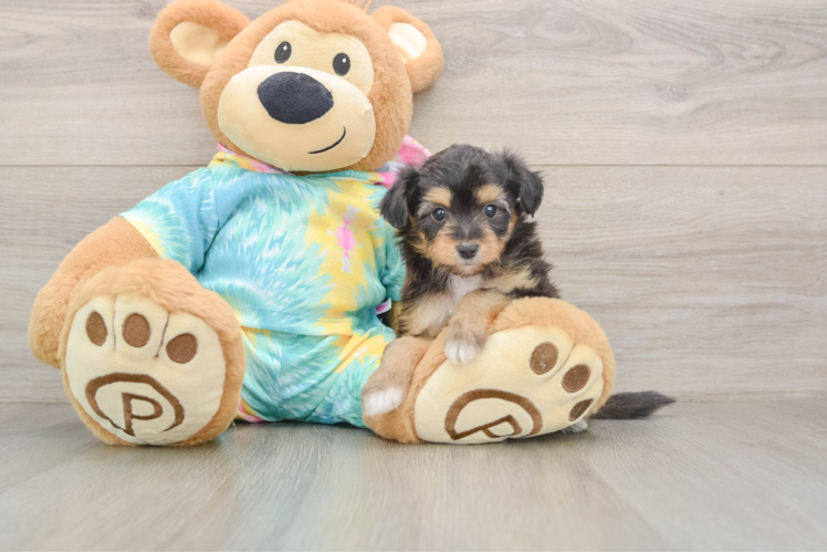 Adorable Mini Australian Shepherd X Poodle Mix Poodle Mix Puppy