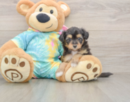 7 week old Mini Aussiedoodle Puppy For Sale - Simply Southern Pups