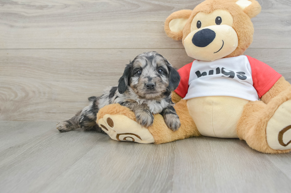 6 week old Mini Aussiedoodle Puppy For Sale - Simply Southern Pups