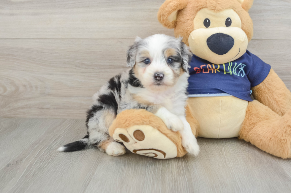 5 week old Mini Aussiedoodle Puppy For Sale - Simply Southern Pups