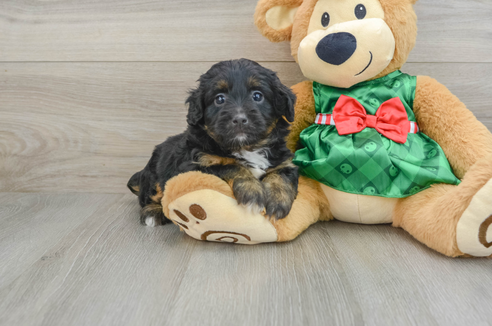 6 week old Mini Aussiedoodle Puppy For Sale - Simply Southern Pups