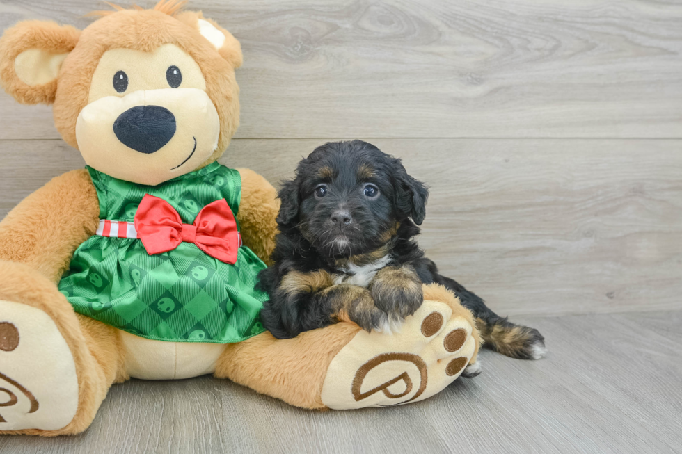 Mini Aussiedoodle Pup Being Cute