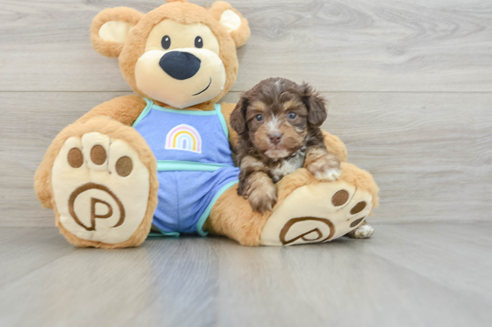 Mini Aussiedoodle Pup Being Cute