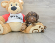 8 week old Mini Aussiedoodle Puppy For Sale - Simply Southern Pups