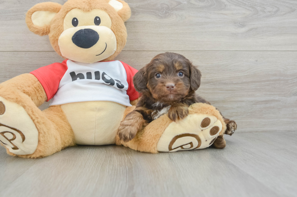 6 week old Mini Aussiedoodle Puppy For Sale - Simply Southern Pups