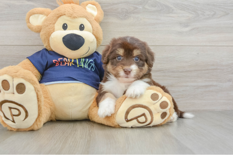 Best Mini Aussiedoodle Baby