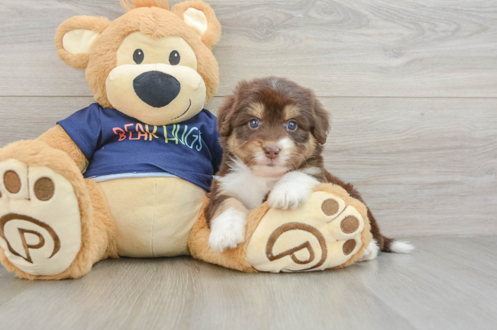 5 week old Mini Aussiedoodle Puppy For Sale - Simply Southern Pups