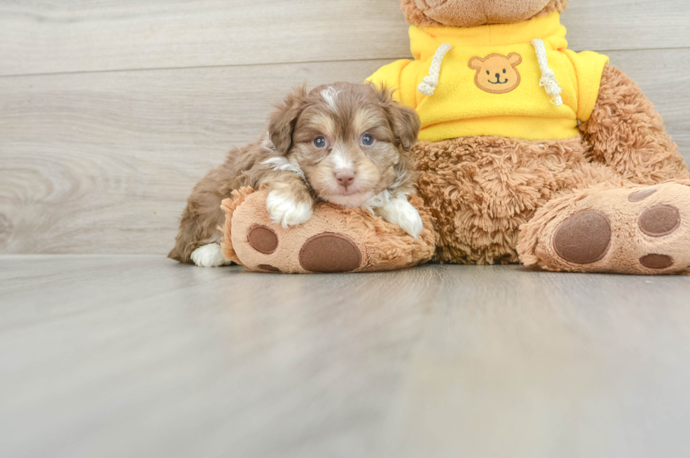 5 week old Mini Aussiedoodle Puppy For Sale - Simply Southern Pups