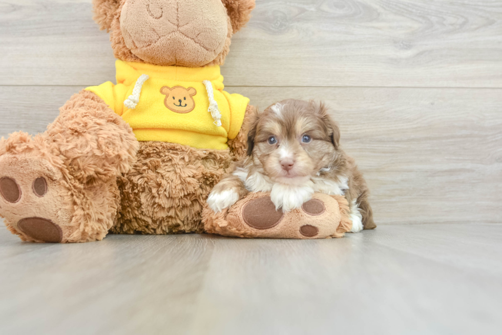 Friendly Mini Aussiedoodle Baby