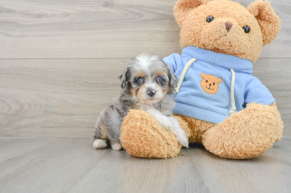 6 week old Mini Aussiedoodle Puppy For Sale - Simply Southern Pups