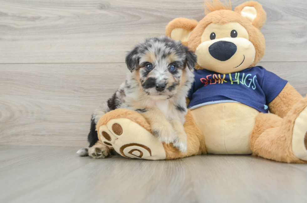 5 week old Mini Aussiedoodle Puppy For Sale - Simply Southern Pups