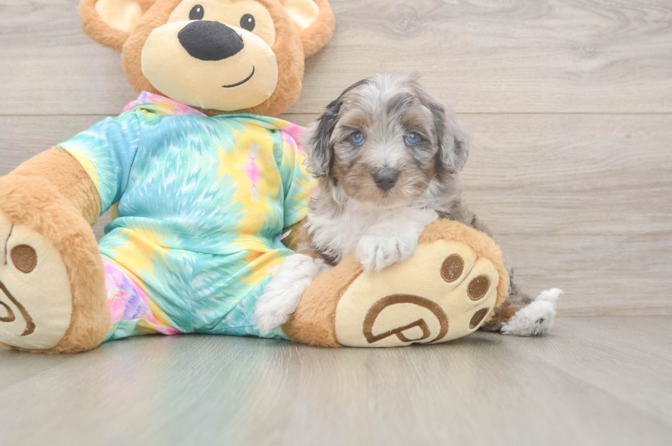 6 week old Mini Aussiedoodle Puppy For Sale - Simply Southern Pups