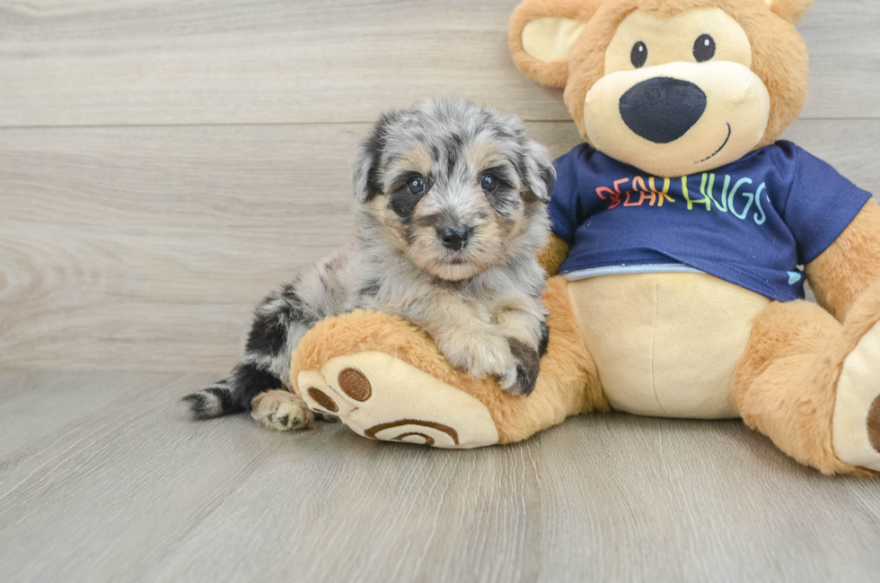 5 week old Mini Aussiedoodle Puppy For Sale - Simply Southern Pups