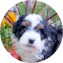 Mini Bernedoodle Puppy For Sale - Simply Southern Pups