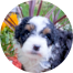Mini Bernedoodle Puppies For Sale - Simply Southern Pups