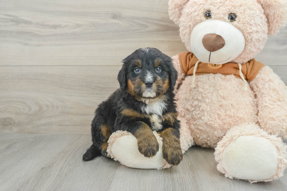 Mini Bernedoodle Puppy for Adoption