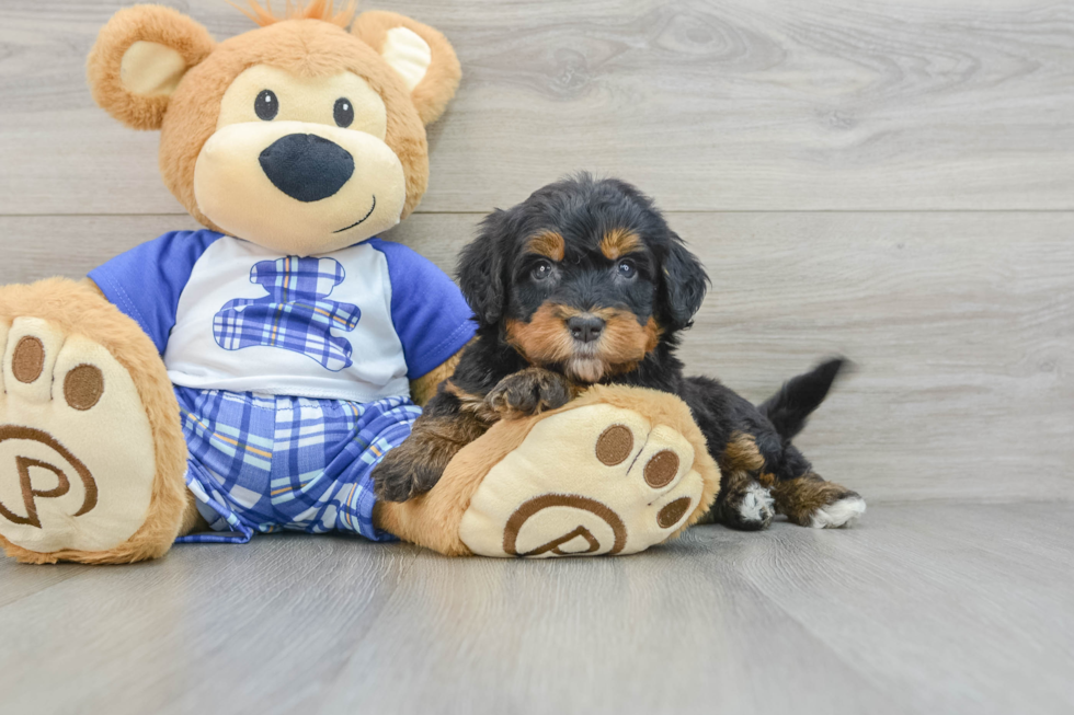 Energetic Mini Bernepoo Poodle Mix Puppy