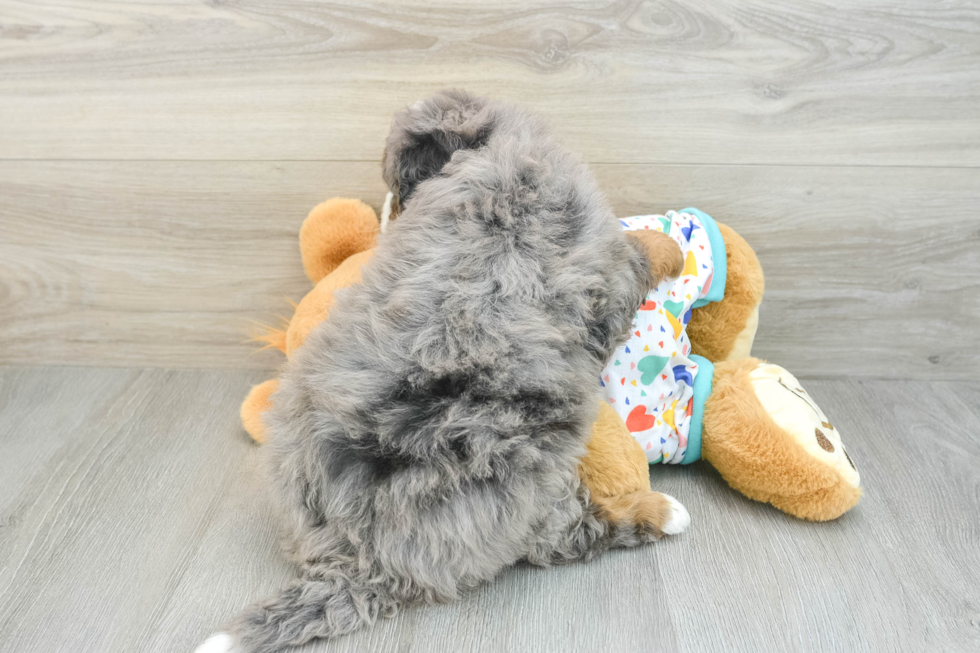 Funny Mini Bernedoodle Poodle Mix Pup