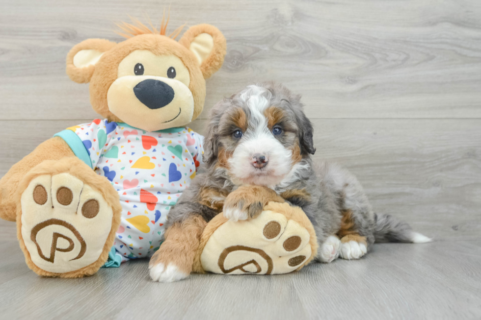 Best Mini Bernedoodle Baby