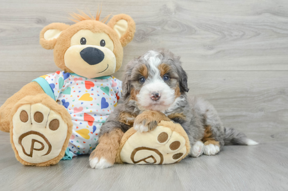 6 week old Mini Bernedoodle Puppy For Sale - Simply Southern Pups