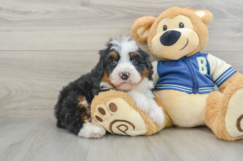 6 week old Mini Bernedoodle Puppy For Sale - Simply Southern Pups