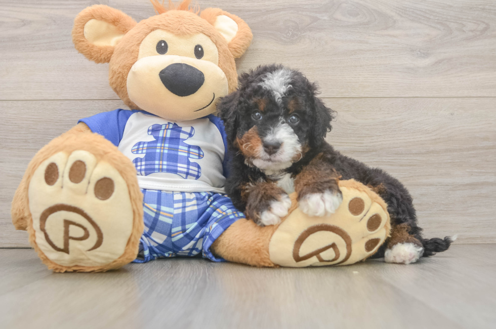 6 week old Mini Bernedoodle Puppy For Sale - Simply Southern Pups